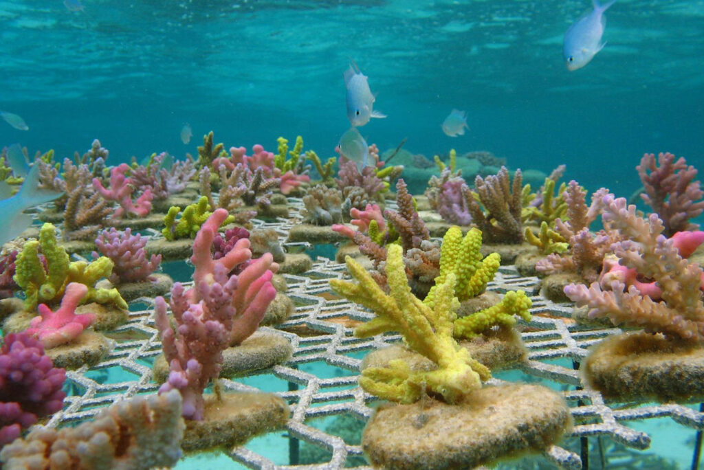 Fiji boasts largest rescue reef of its kind in history