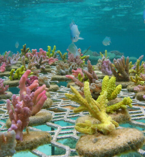 Sea Turtle Nesting Paradise