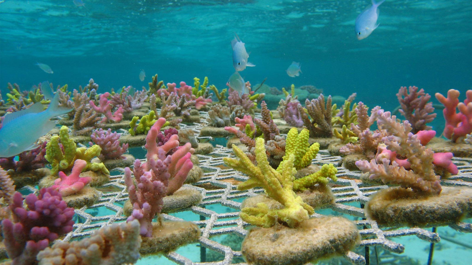 Fiji boasts largest rescue reef of its kind in history