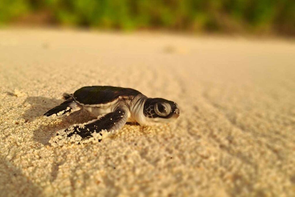 Sea Turtle Nesting Paradise