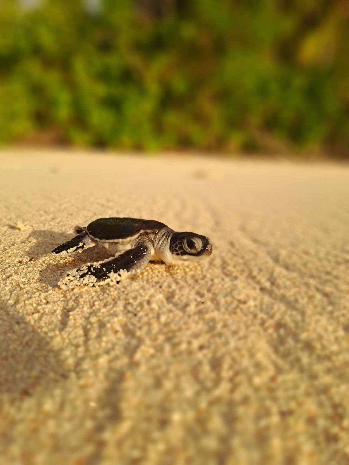 Sea Turtle Nesting Paradise