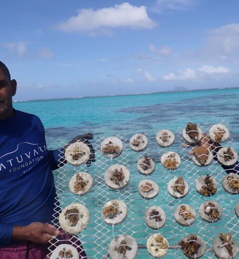 Sea Turtle Nesting Paradise