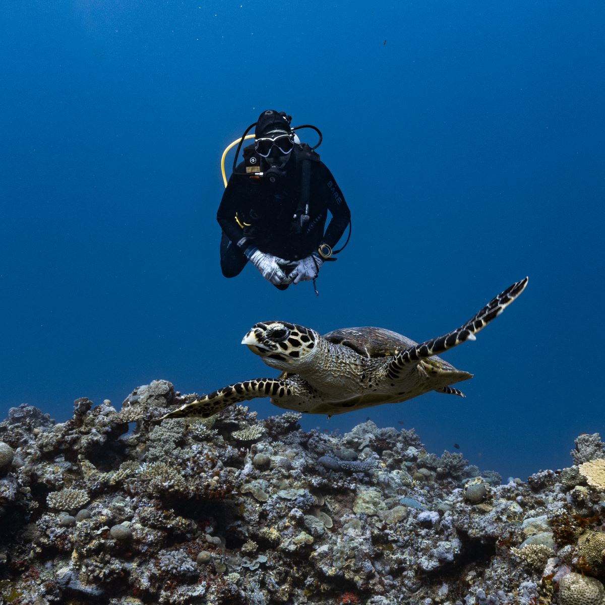 Diving the Great Sea Reef: A Journey into Fiji’s Untamed Blue