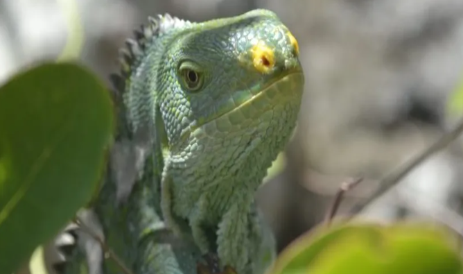 Fijian Crested Iguana. Photo by Nature Fiji.