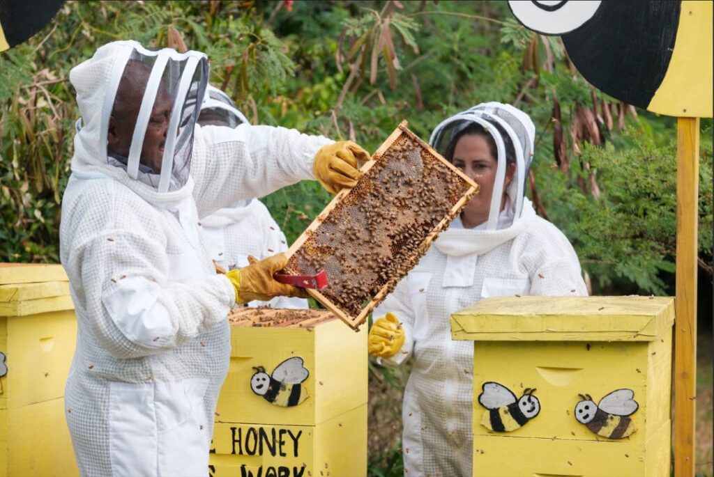Beekeeper and guest at InterContinental Fiji Golf Resort apiary at Natadola Bay, Fiji.