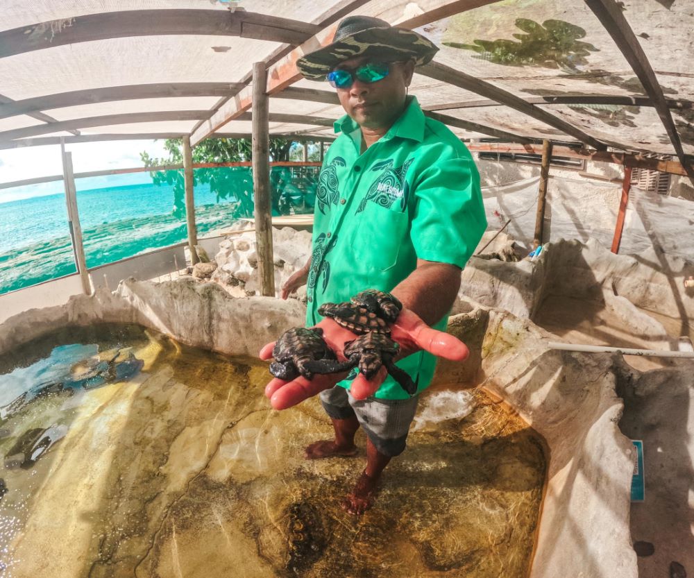 Turtle keeper Vili with Fiji’s gentle baby Hawksbill turtles, part of Beachcomber’s Turtle Conservation Program.