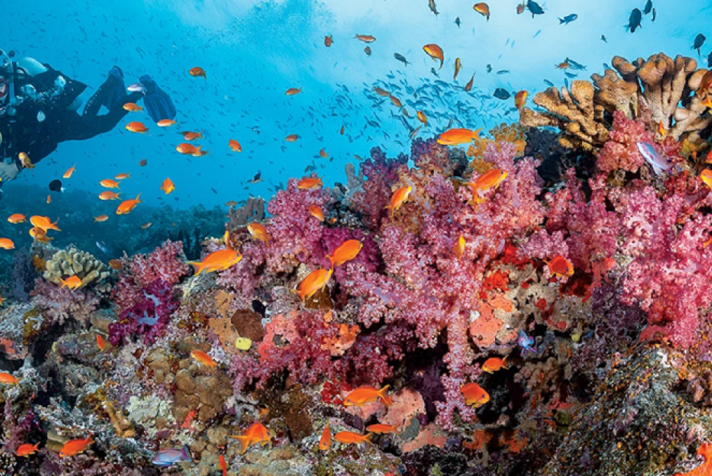 Taveuni: Where Days Begin in Fiji’s Garden Island