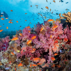 Fiji Boasts Largest Rescue Reef of its Kind in History