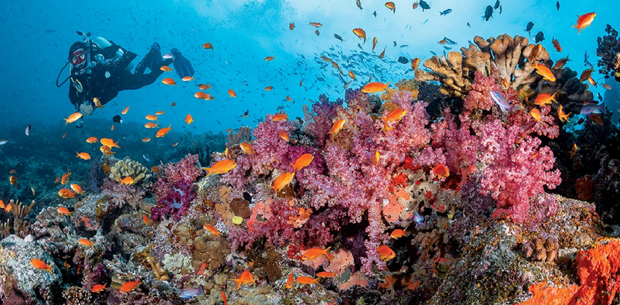 Taveuni: Where Days Begin in Fiji’s Garden Island