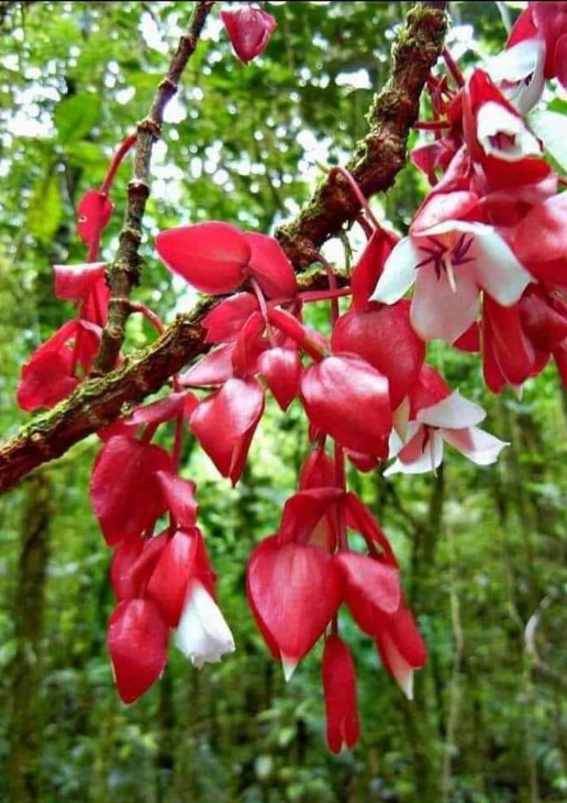 Fiji’s national flower, found only on Taveuni and flowering seasonally in the island’s cloud forest. Photo: ilovetaveuni.com