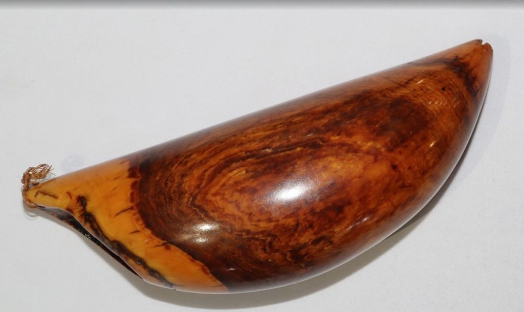 Tabua (smoked whale’s tooth), 19.5cm long with a 20cm circumference. This walnut brown tabua was presented to the Fiji Museum in 1983 by Manueli and Karalaini Babana. Photo: Fiji Museum. 