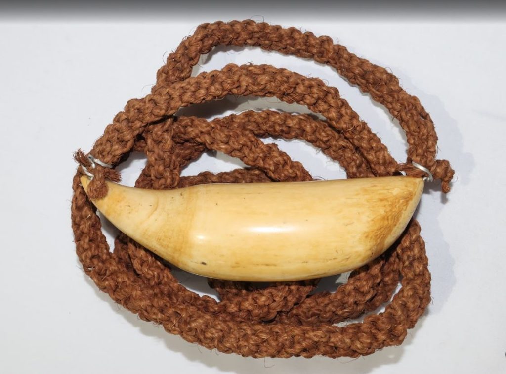 Tabua (presentation whale tooth), 19th century, pale ivory, bound with coconut sinnet. Donated to the Fiji Museum in 2000 by Ratu Isoa Kamarusi. Photo: Fiji Museum.