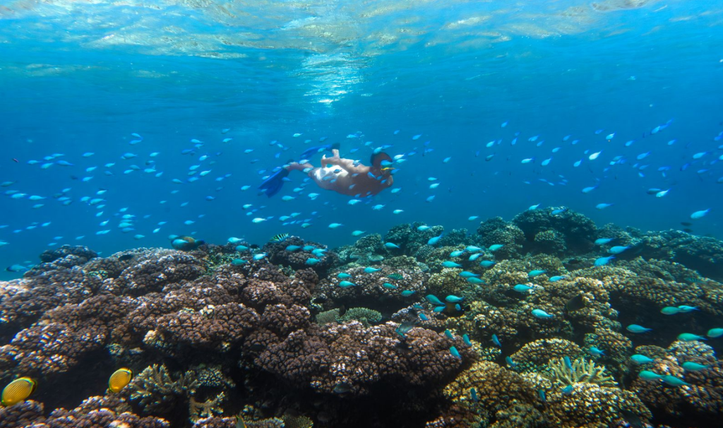 Exploring vibrant marine life while snorkelling in pristine Yasawa waters. South Sea Cruises Group ohoto. 