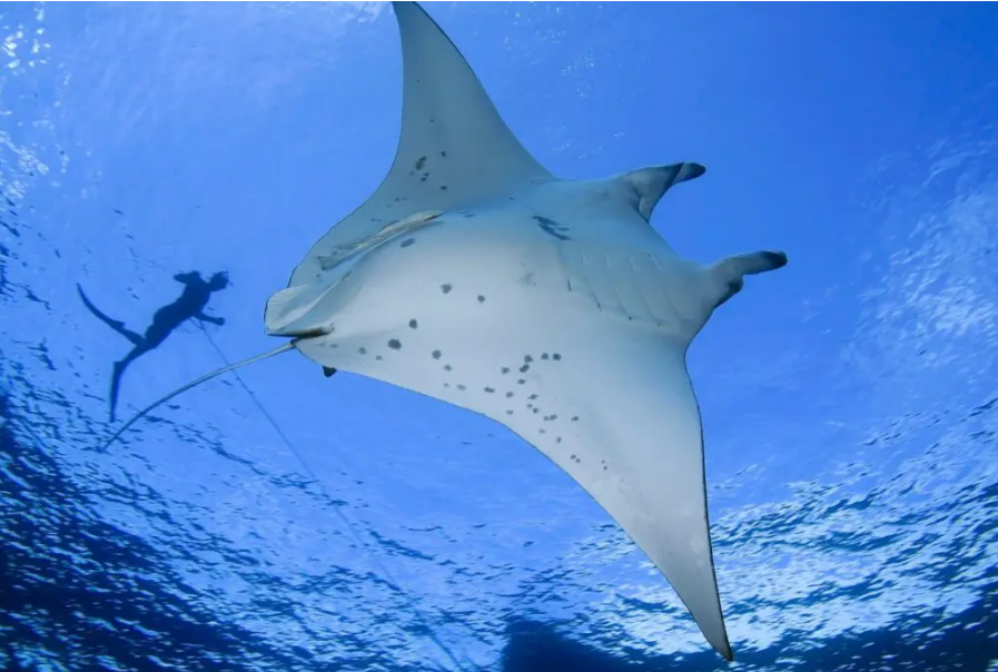 Underwater scene in Fiji showing manta rays swimming gracefully in clear blue water near Drawaqa Island in the Yasawa group. Photo: travellingtam.com 
